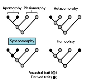 Phylogenies showing the terminology used to describe different patterns of ancestral and derived character or trait states.[1]
