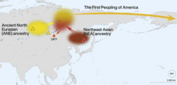 A map showing the origin of the first wave of humans into the Americas, including the Ancestral Northern Eurasian, which represent a distinct Paleolithic Siberian population, and the Northeast Asians, which are an East Asian-related group. The admixture happened somewhere in Northeast Siberia.[281]