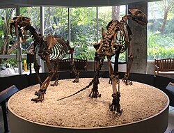 Skeletons of S. fatalis (left) and the American lion, two large North American felids which went extinct during the Late Pleistocene, George C. Page Museum