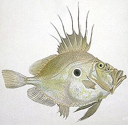 The khalkeus (John Dory) was one of the many fish named by Aristotle.