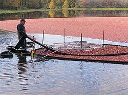 Cranberry harvest (wet-picking)