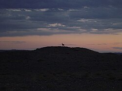 A Khulan (Mongolian wild ass) on a hill in the eastern Gobi of Mongolia at sunset