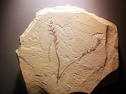 Facsimile of a fossil of Archaefructus from the Yixian Formation, China