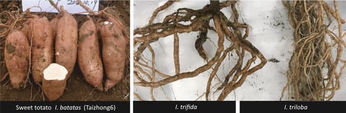 Roots of the Taizhong6 cultivar compared to those of its two closest wild relatives: I. trifida and I. triloba[10]