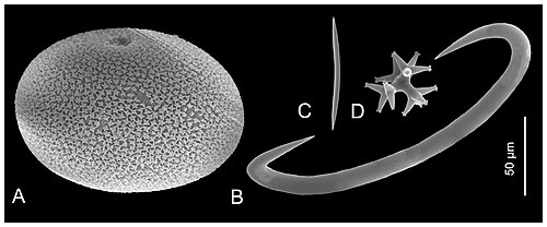 Sizes of different spicule types of marine sponges [16] (A) Microsclere (sterraster) of Geodia spp.; (B) Microsclere (sigma) of Mycale quadripartita; (C) Megasclere (oxea) of Haliclona epiphytica; (D) Spicule tetralophose calthrop of homoscleromorph Plakina (A)