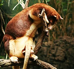 Matschie's tree-kangaroo with young in pouch