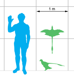 Wingspan and body size compared with a human