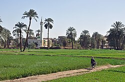 Farmland in the Egyptian countryside