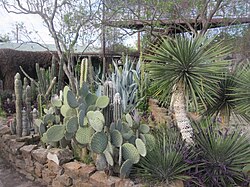 Cactus garden at the Zaragosa house