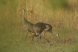 Sandhill crane