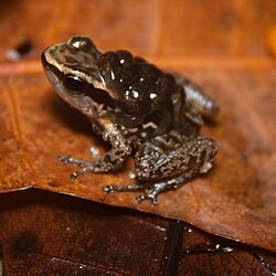 "Colostethus" ruthveni, a species of frog that is placed incertae sedis in the family Dendrobatidae