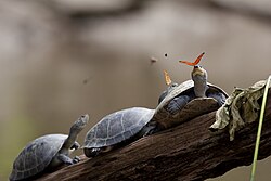 The Arrau turtle, which has slow maturity rate and is subject to poaching, is conservation dependent thanks to conservation efforts