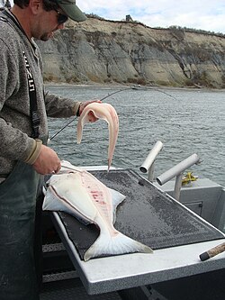 Halibut, both as a sport fish and commercially, is important to the state's economy.