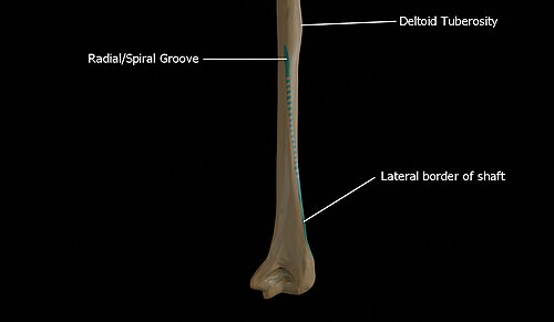 Radial groove continuing as the lateral border of shaft of the humerus