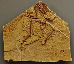 Concornis, an early enantiornithean
