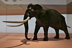 Model of the European straight-tusked elephant (Paleoloxodon antiquus)
