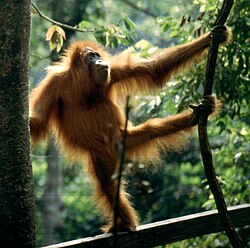 Sumatran orangutan (Pongo abelii)