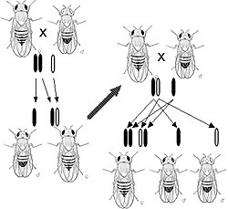 Morgan's observation of sex-linked inheritance of a mutation causing white eyes in Drosophila led him to the hypothesis that genes are located upon chromosomes.