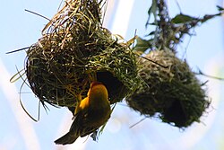 Taveta golden weaver building pendent nest.