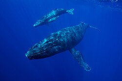 A humpback whale (Megaptera novaeangliae) with her calf