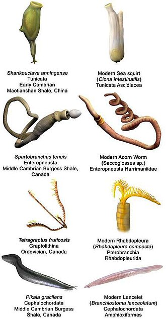 Early deuterostomes and their modern counterparts