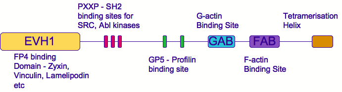 Protein domains vs. motifs. Protein domains (such as the EVH1 domain) are functional units within proteins that fold into defined 3D structures. Motifs are usually short sequences with specific functions but without a stable 3D structure. Many motifs are binding sites for other proteins (such as the red and green bars shown here in the context of a VASP protein).[56]