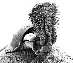 The spine-covered penis of Callosobruchus analis, a bean weevil