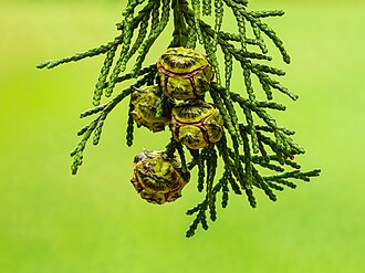 Cypress cones of a Chamaecyparis lawsoniana.