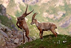 National parks often allow protected species to flourish. Pictured are alpine ibexes (Capra ibex) in the Gran Paradiso National Park, Piedmont, Italy. The ibex population increased tenfold since the area was declared a national park in 1922.