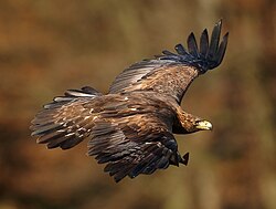 In flight in Czech Republic