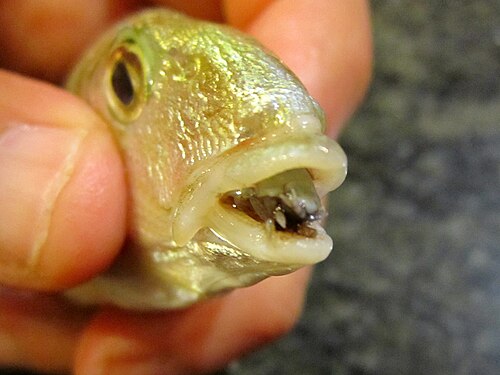 A fish parasite, the isopod Cymothoa exigua, replacing the tongue of a Lithognathus