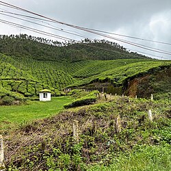 Tea plantations at Munnar, Kerala