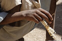 Boy in Sudan with date palm spathe for artificial pollination, as described by Theophrastus