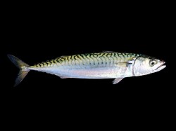 The Atlantic mackerel was named Scomber scombrus in 1758.