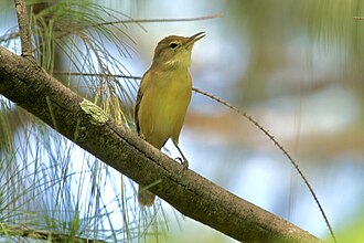 Nauru reed warbler