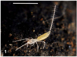 Eukoenenia spelaea (Palpigradi)