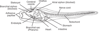 Anatomy of a larval tunicate