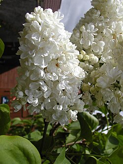 A white, double-flowered cultivar