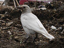 Leucistic hooded crow, in Russia