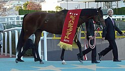 Transcend at the 2011 Japan Cup Dirt.