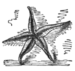 A starfish with five legs. Used as an illustration of "Hope in God", a poem by Lydia Sigourney which appeared in Poems for the Sea, 1850