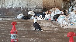 Inside a waste collection and transfer facility, in Homer, Alaska, United States