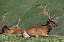 The Rocky Mountain elk is the Utah state mammal.