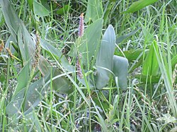 A pickerelweed plant showing green seed pods starting to form, as well as flowers