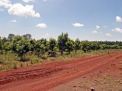 Yerba mate plantation