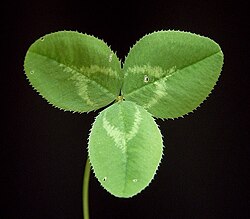 White clover (Trifolium repens)
