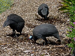 Flock of adult and young helmeted guineafowl foraging