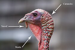 Close-up of head features
