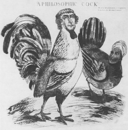 An 1804 cartoon depicting Jefferson as a rooster and Sally Hemings as a hen