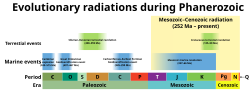 Evolutionary radiations during the Phanerozoic.